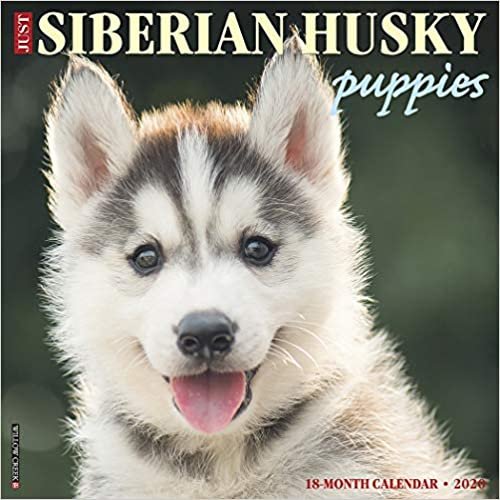 Just Siberian Husky Puppies 2020 Calendar