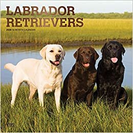 ダウンロード  Labrador Retrievers 2020 Calendar: Foil Stamped Cover 本