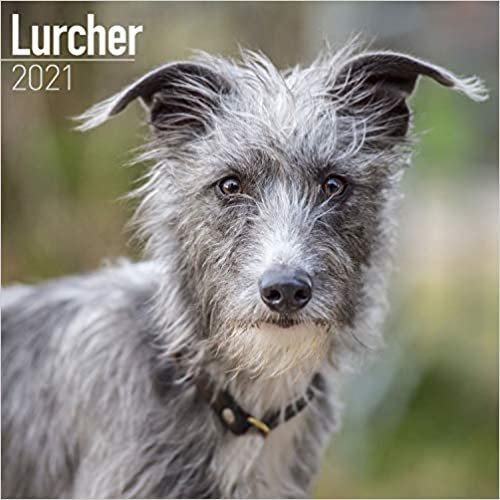 ダウンロード  Lurcher 2021 Wall Calendar 本