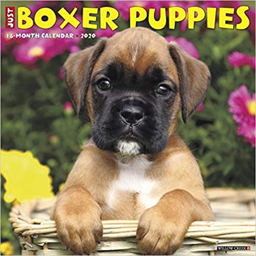 ダウンロード  Just Boxer Puppies 2020 Calendar 本