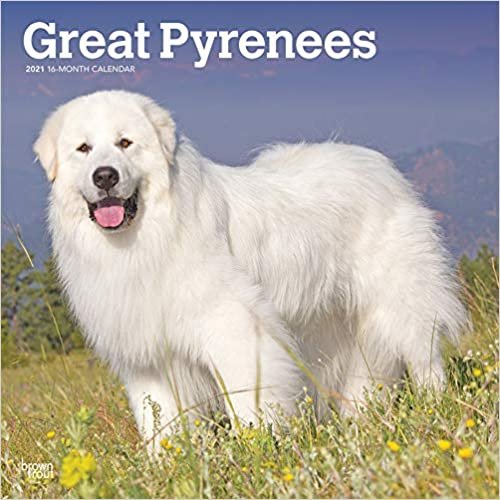 indir Great Pyrenees - Pyrenäenhunde 2021 - 16-Monatskalender mit freier DogDays-App: Original BrownTrout-Kalender [Mehrsprachig] [Kalender] (Wall-Kalender)