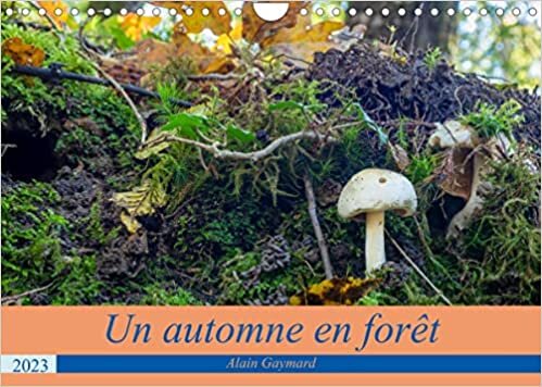 ダウンロード  Un automne en forêt (Calendrier mural 2023 DIN A4 horizontal): Promenades en automne en forêt (Calendrier mensuel, 14 Pages ) 本