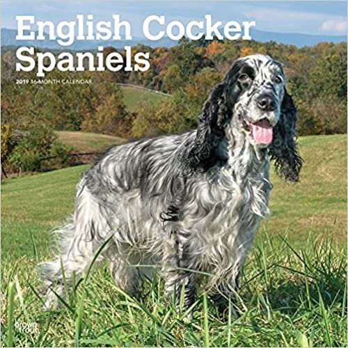 English Cocker Spaniel - Englische Cockerspaniels 2019 - 18-Monatskalender mit freier DogDays-App (Wall-Kalender)