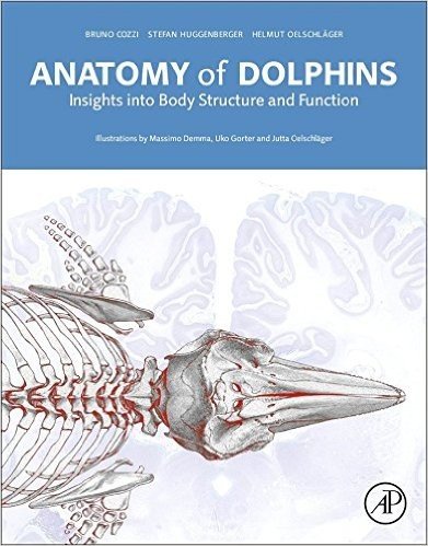 Anatomy of Dolphins: Insights Into Body Structure and Function baixar