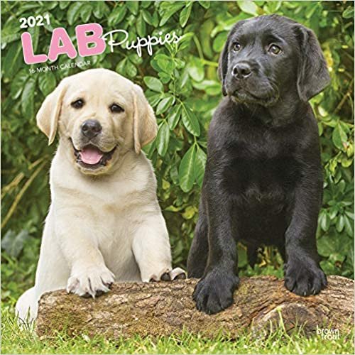 Labrador Retriever Puppies - Labradorwelpen 2021 - 18-Monatskalender mit freier DogDays-App: Original BrownTrout-Kalender [Mehrsprachig] [Kalender]