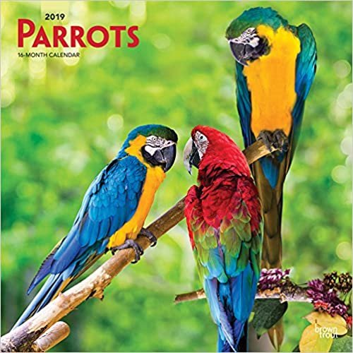 indir Parrots - Papageien 2019 - 18-Monatskalender (Wall-Kalender)