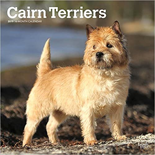 Cairn Terriers 2019 Square Wall Calendar