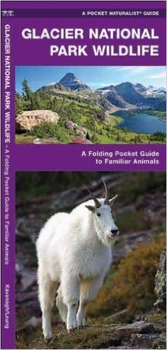 Glacier National Park Wildlife: An Introduction to Familiar Species