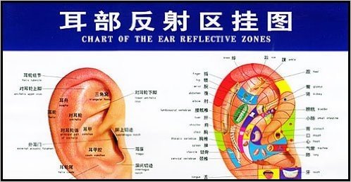 耳部反射区挂图(附说明书)