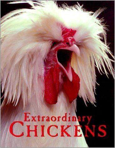 Extraordinary Chickens: Boxed Notecards