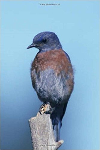 Perched Western Bluebird (Birds of the World): Blank 150 Page Lined Journal for Your Thoughts, Ideas, and Inspiration
