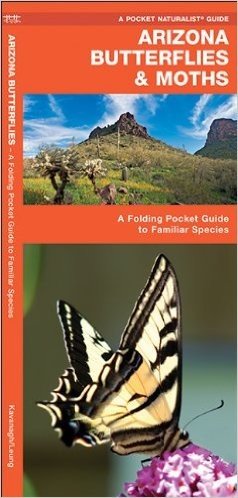 Arizona Butterflies & Moths: An Introduction to Familiar Species