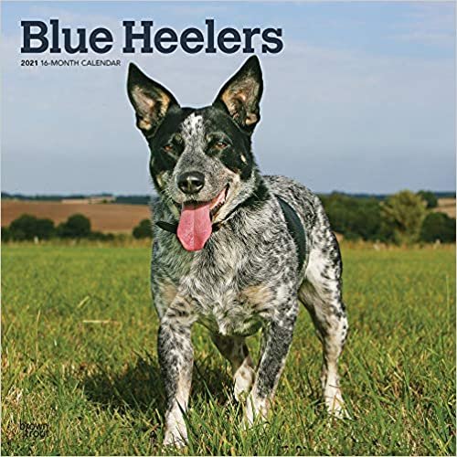 Blue Heelers - Australische Treibhunde 2021 - 16-Monatskalender mit freier DogDays-App: Original BrownTrout-Kalender [Mehrsprachig] [Kalender] (Wall-Kalender)