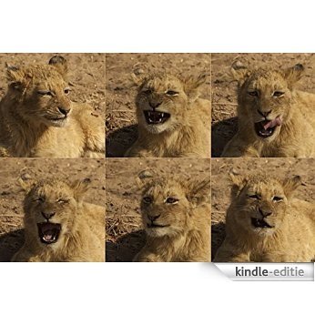 Löwen-Kalender 2016, Lion Calendar 2016, Lion Calendrier 2016: Löwen-Fotos aus Südafrika, Lions from South Africa (German Edition) [Print Replica] [Kindle-editie] beoordelingen