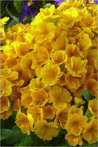 Golden Primula Flowers (for the Love of Gardening): Blank 150 Page Lined Journal for Your Thoughts, Ideas, and Inspiration