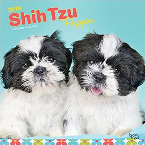 Shih Tzu Puppies - Shih Tzu Welpen 2019 - 18-Monatskalender mit freier DogDays-App (Wall-Kalender)