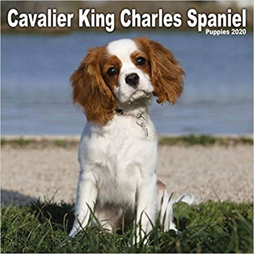 Cavalier King Charles Spaniel Puppies Mini Square Wall Calendar 2020