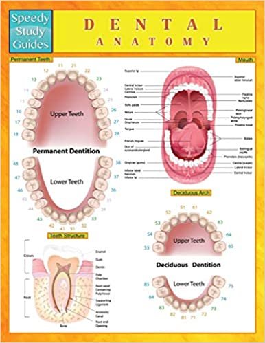 Dental Anatomy (Speedy Study Guides)