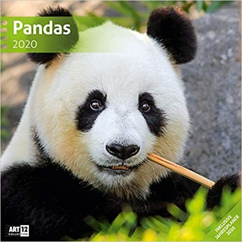 Pandas 2020 Broschürenkalender