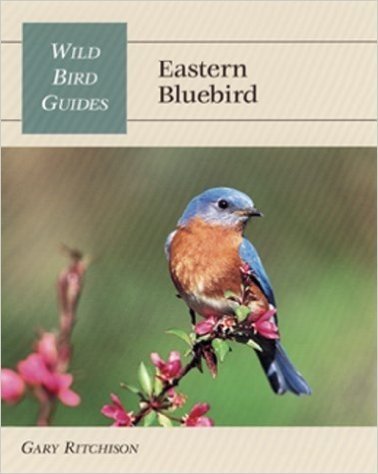 Wild Bird Guide: Eastern Bluebird