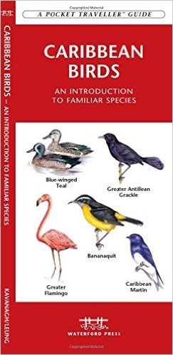 Caribbean Birds: An Introduction to Familiar Species