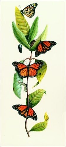 Milkweed and Butterfly [With 10 Envelopes]