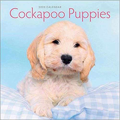 Cockapoo Puppies Mini Square Wall Calendar 2020