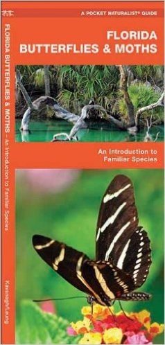 Florida Butterflies & Moths: An Introduction to Familiar Species