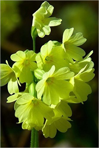 Yellow Cowslip Forest Primrose, for the Love of Flowers: Blank 150 Page Lined Journal for Your Thoughts, Ideas, and Inspiration