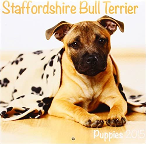Staffordshire Bull Terrier (Mini) 2015