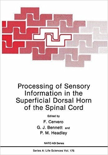 Processing of Sensory Information in the Superficial Dorsal Horn of the Spinal Cord
