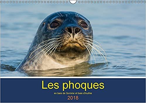 Les phoques en baie de Somme et baie d'Authie 2018: Les phoques, stars de la baie de Somme et de la baie d'Authie. (Calvendo Animaux)