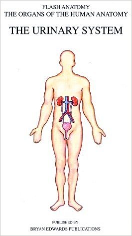 Flash Anatomy Organs of the Human Anatomy: The Urinary System