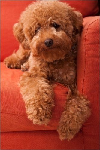 The Toy Poodle Lazing on the Sofa Journal: 150 Page Lined Notebook/Diary