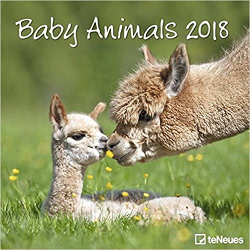 2018 Baby Animals Calendar- teNeues Grid Calendar- Animal Calendar- 30 x 30 cm