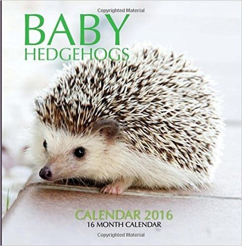 Baby Hedgehogs Calendar 2016: 16 Month Calendar