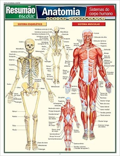 Anatomia. Sistemas do Corpo Humano