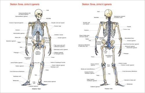 Skeleton: Bones, Joints and Ligaments Chart