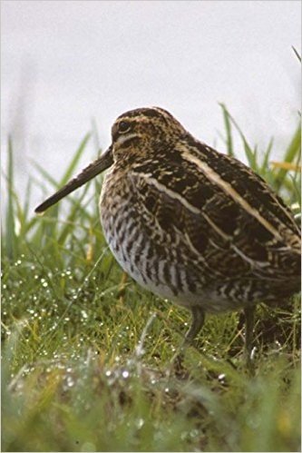 Common Snipe (Birds of the World): Blank 150 Page Lined Journal for Your Thoughts, Ideas, and Inspiration