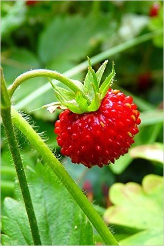 Wild Strawberry, for the Love of Nature: Blank 150 Page Lined Journal for Your Thoughts, Ideas, and Inspiration