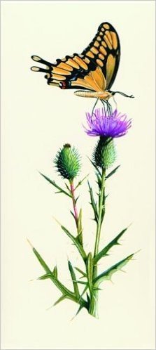 Thistle and Butterfly [With 10 Envelopes]