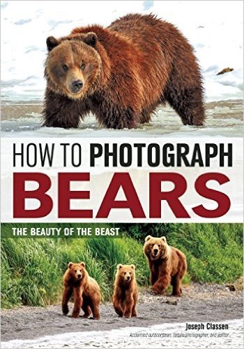 How to Photograph Bears: The Beauty of the Beast