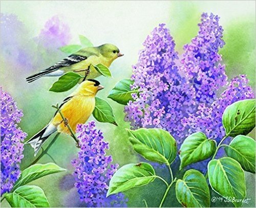 Goldfinch/Lilacs Boxed Note Cards 13 Pack