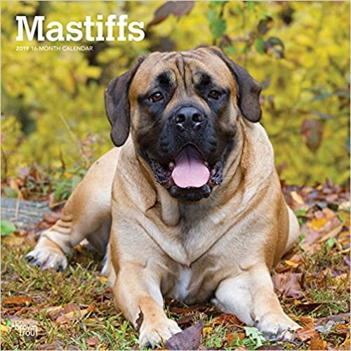 Mastiffs 2019 - 18-Monatskalender mit freier DogDays-App (Wall-Kalender)