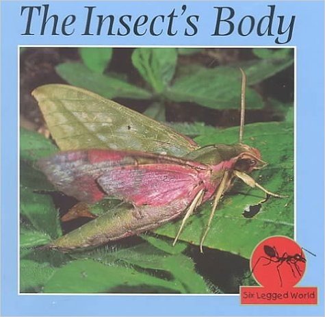 The Insect's Body