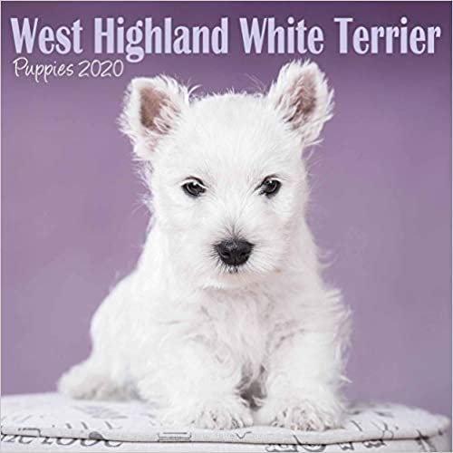 West Highland White Terrier Puppies Mini Square Wall Calendar 2020