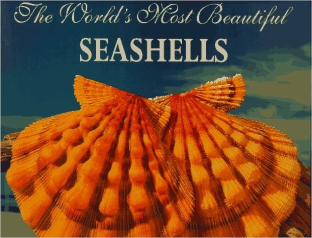The World's Most Beautiful Seashells