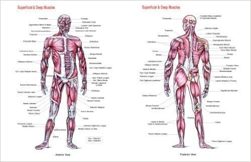Superficial and Deep Muscles Chart