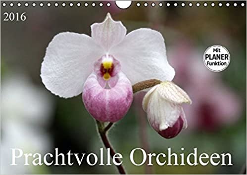 Prachtvolle Orchideen (Wandkalender 2016 DIN A4 quer): Tropische Schönheiten (Geburtstagskalender, 14 Seiten ) (CALVENDO Natur)
