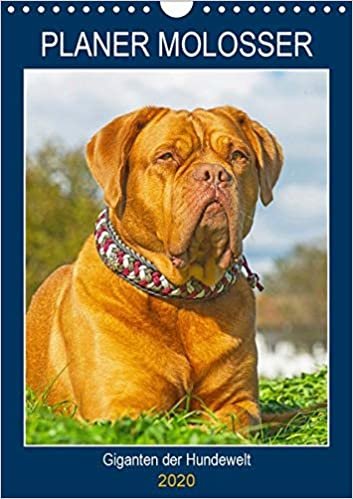 Planer Molosser - Giganten der Hundewelt (Wandkalender 2020 DIN A4 hoch): Molosser - ursprünglich imposante Wach- und Treibhunde auf 13 ... (Planer, 14 Seiten ) (CALVENDO Tiere)